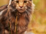 Bead Gold