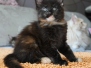 Fiorella