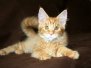 Honey Tigra